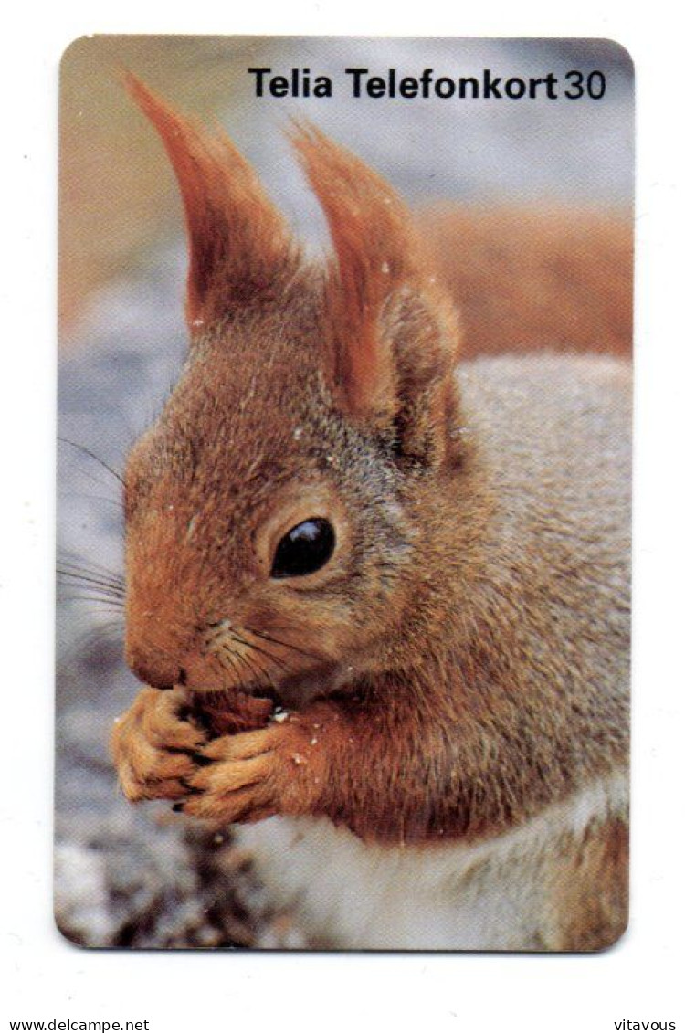 écureuil  Squirrel Animal Télécarte Suède Phonecard  (K 300) - Zweden
