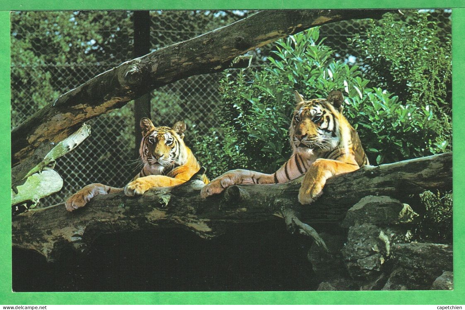 ZOO De CHESTER - LES TIGRES - Tigres