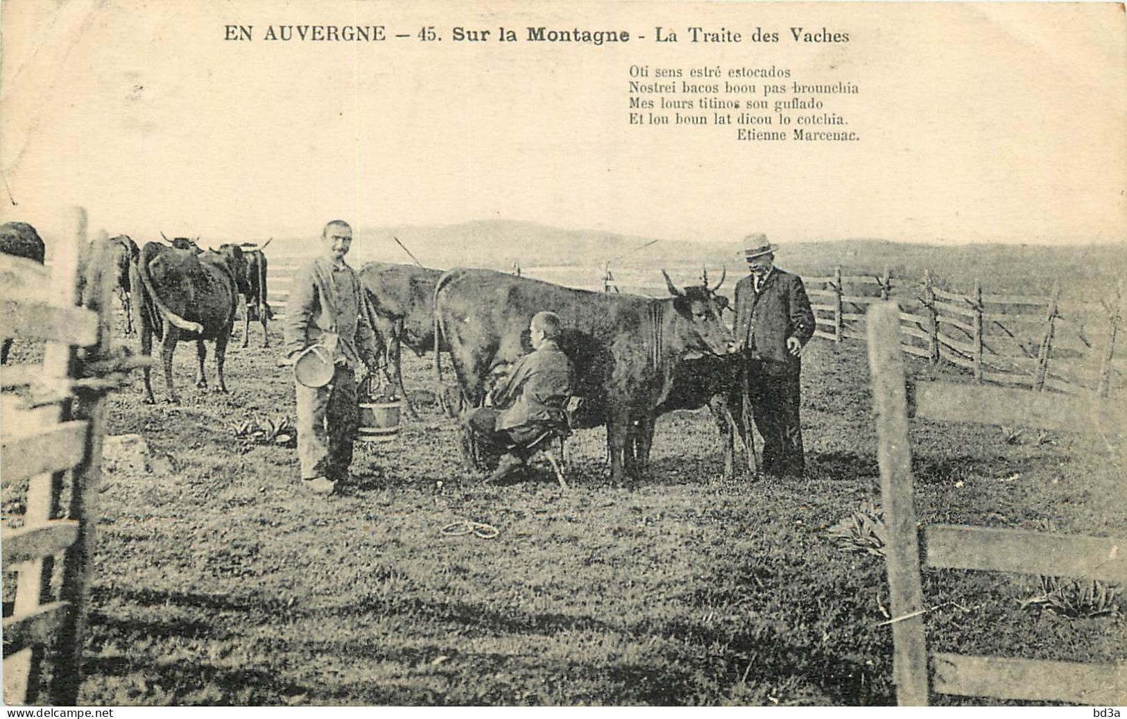  EN AUVERGNE - SUR LA MONTAGNE - LA TRAITE DES VACHES - 45 - Elevage