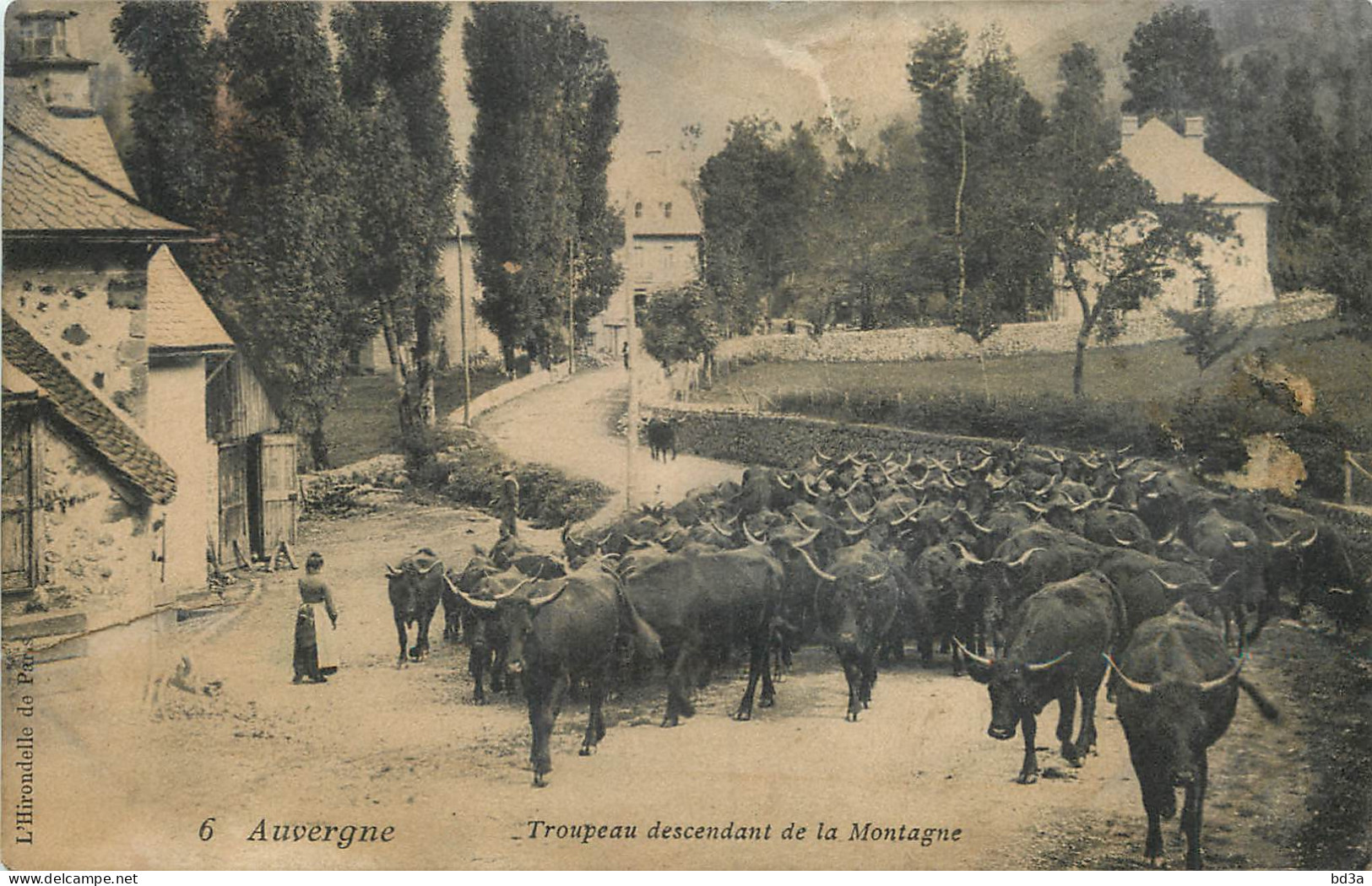 6 - AUVERGNE - TROUPEAU DESCENDANT DE LA MONTAGNE - Auvergne