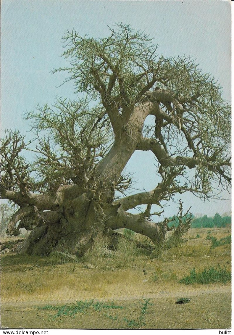 SENEGAL - Un Baobab Centenaire - Senegal