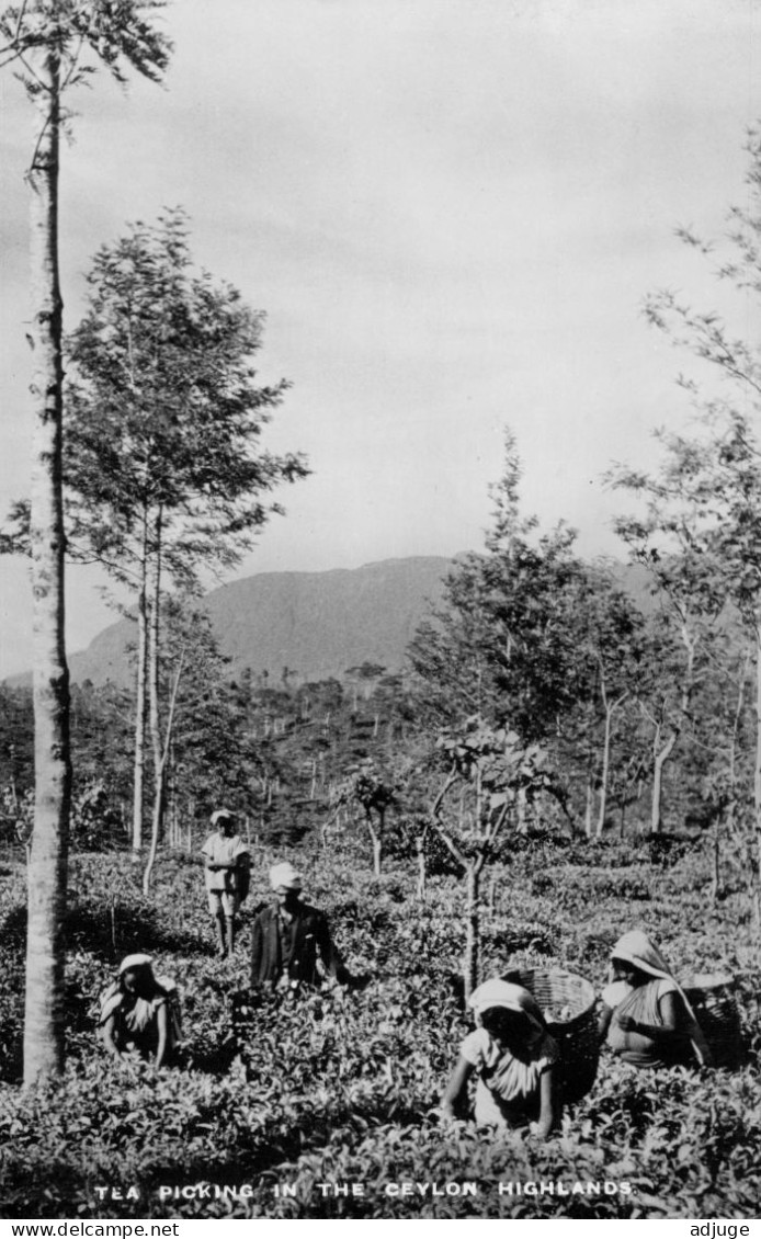 CPSM-CEYLAN- Tea Picking In The Ceylon Highland  Récolte Du Thé Sur Les Hauts Plateaux De Ceylan* Tp Australie 1951_ TBE - Sri Lanka (Ceylon)