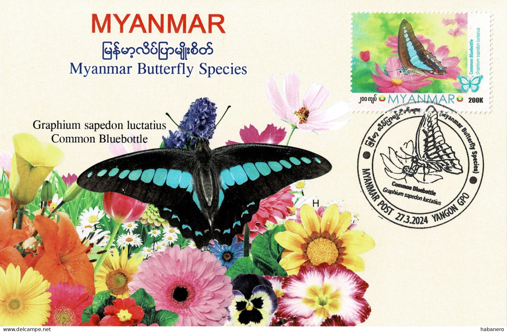 MYANMAR 2024 COMMON BLUEBOTTLE BUTTERFLY MAXIMUM CARD ONLY 100 ISSUED - Myanmar (Birma 1948-...)