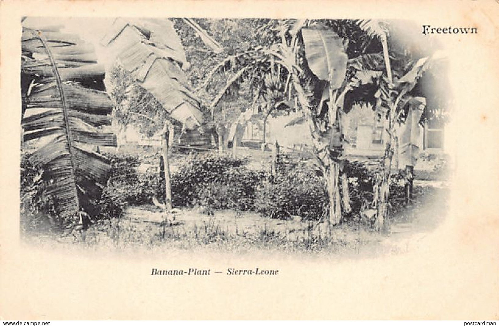 Sierra Leone - Banana Plantation - Publ. Unknown - Sierra Leona