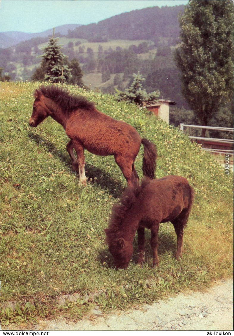 Ansichtskarte Klingenthal Tierpark: Shetlandponys 1983 - Klingenthal