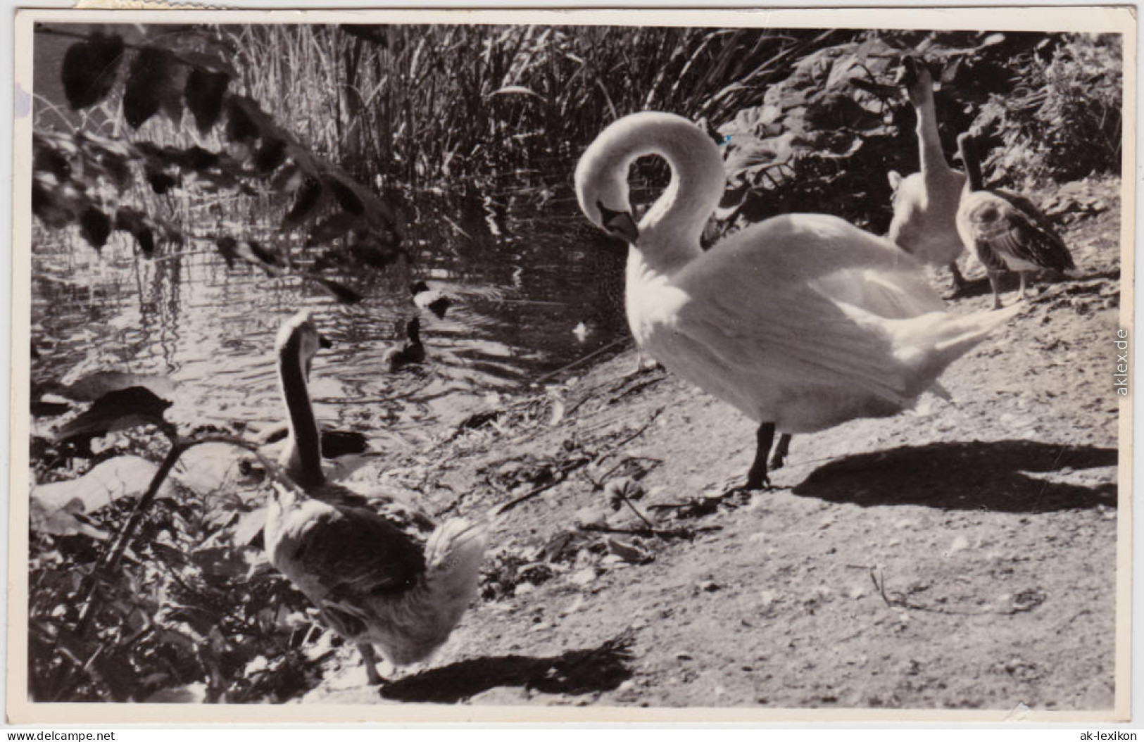 Foto Ansichtskarte Rostock Zoologischer Garten 1969 - Rostock