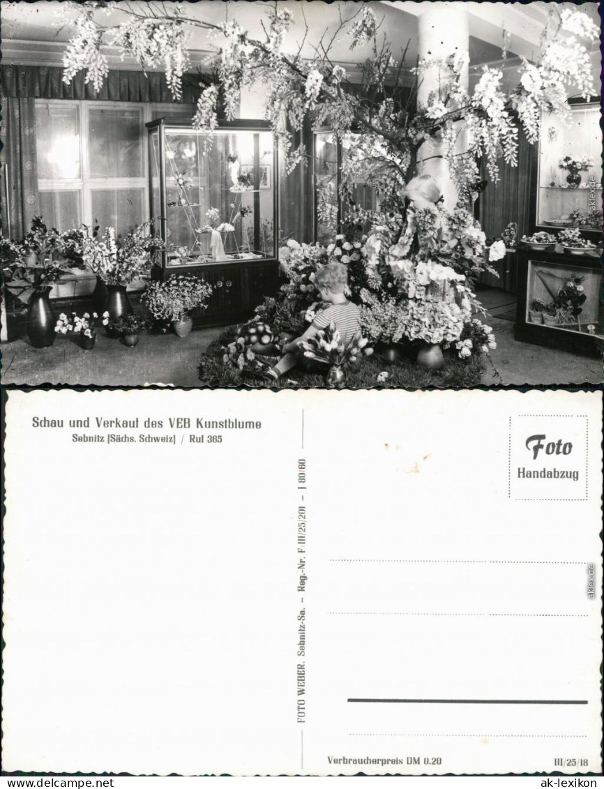 Ansichtskarte Sebnitz Schau Und Verkauf Des VEB KUnstblume 1960  - Sebnitz