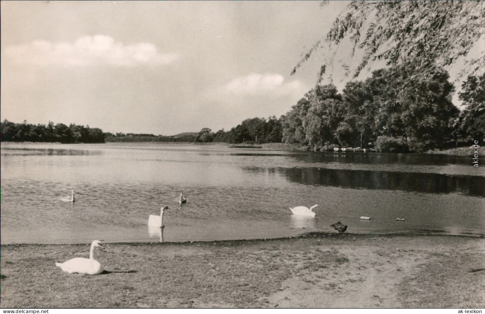 Ansichtskarte Grevesmühlen Vielbeckersee Mit Schwänen 1965 - Grevesmuehlen