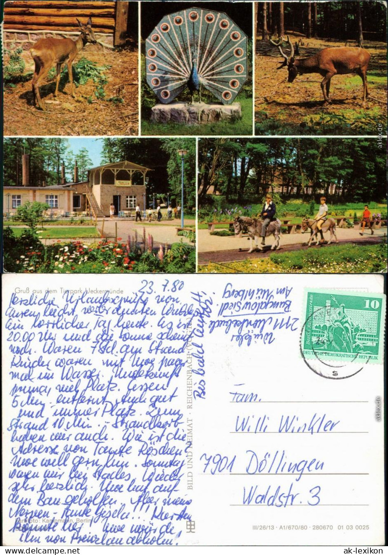 Ueckermünde Tierpark Ueckermünde Ansichtskarte G1980 - Ückermünde