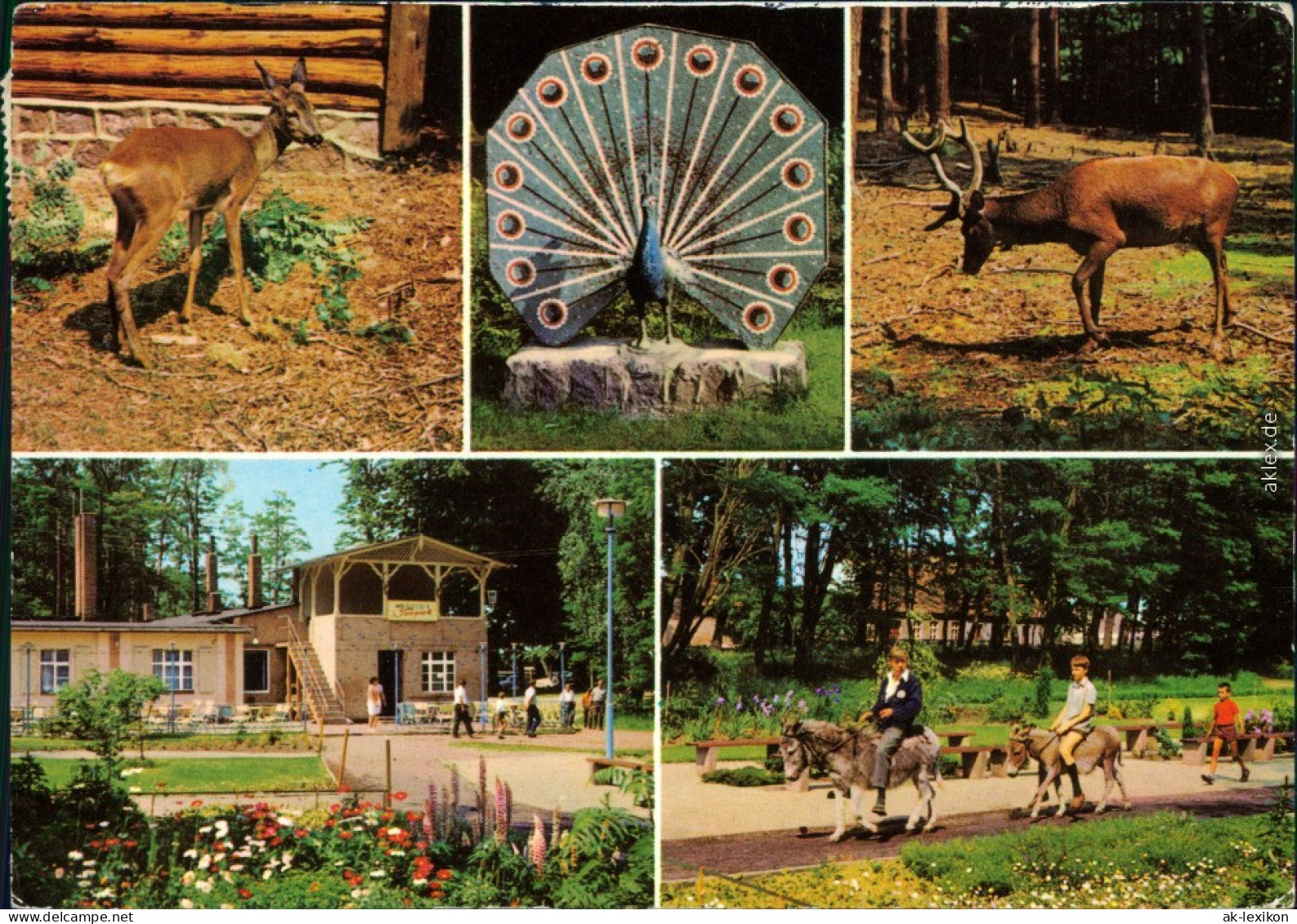 Ueckermünde Tierpark Ueckermünde Ansichtskarte G1980 - Ückermünde