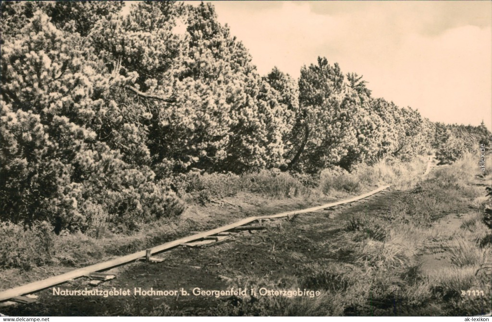 Zinnwald-Georgenfeld-Altenberg (Erzgebirge) Georgenfelder Hochmoor 1961 - Altenberg