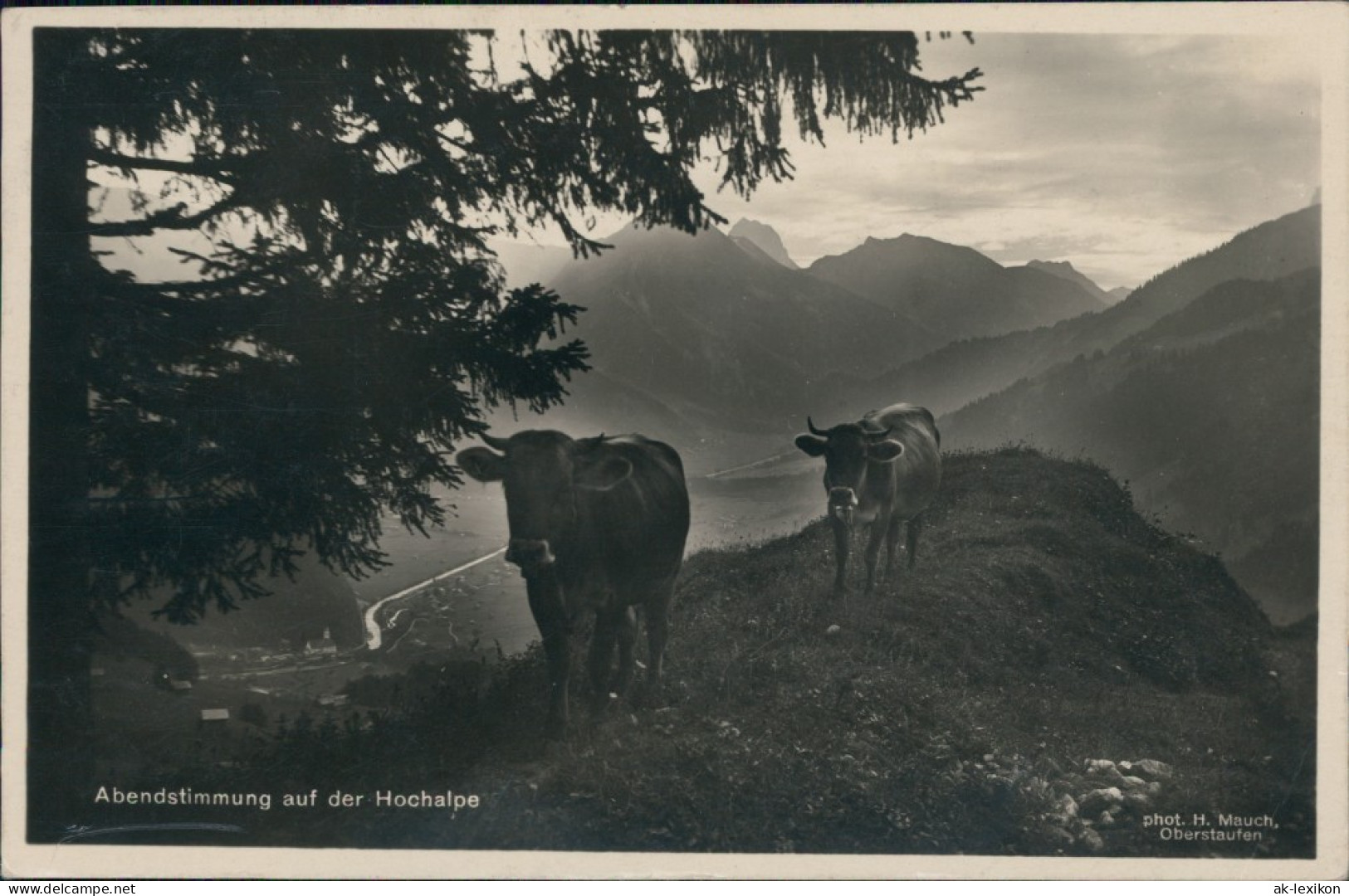 Ansichtskarte Oberstaufen Abendstimmung Auf Der Hochalpe, Kühe 1934 - Oberstaufen