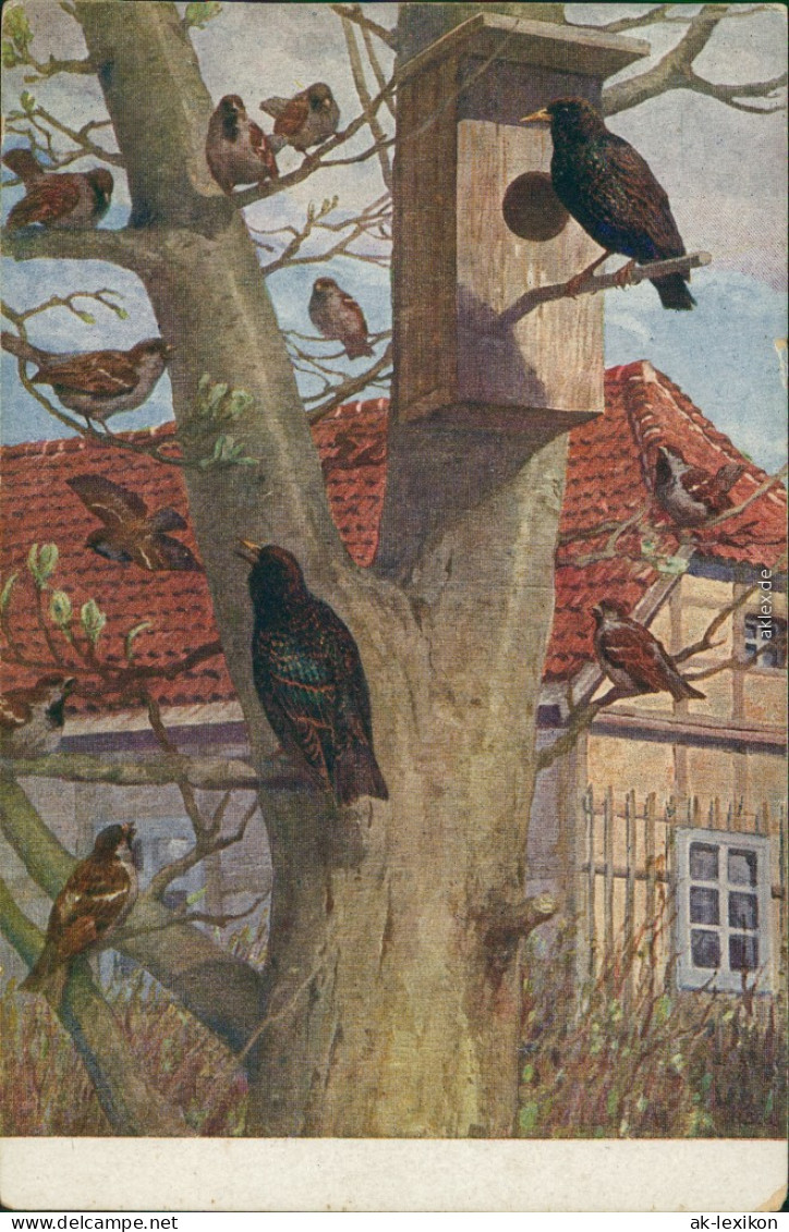 Ansichtskarte  Künstlerkarte: Vögel Auf Baum 1918 - Paintings