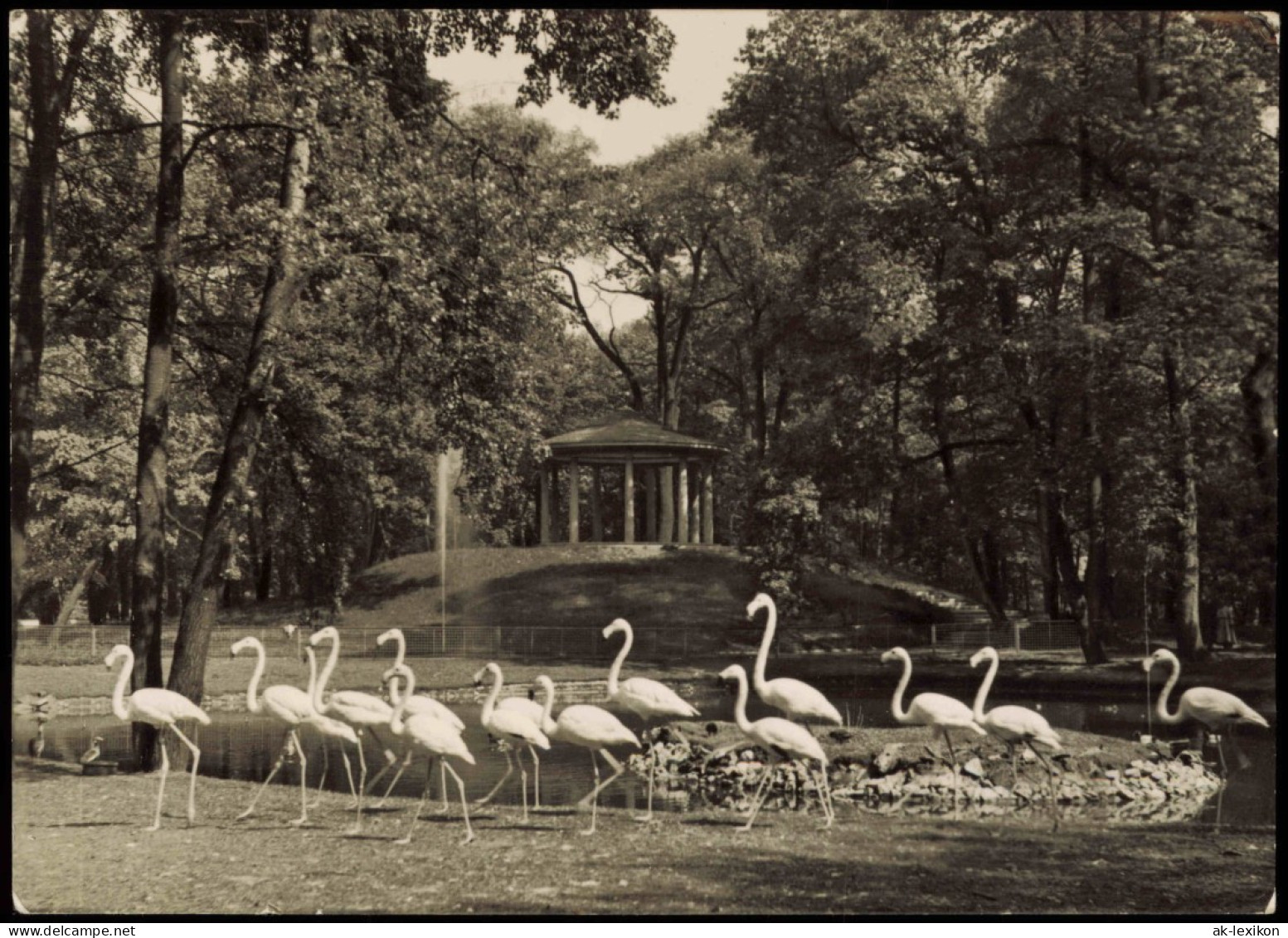 Mitte-Berlin DDR AK Tierpark Flamingos Vor Dem Lenné-Tempel 1957 - Mitte