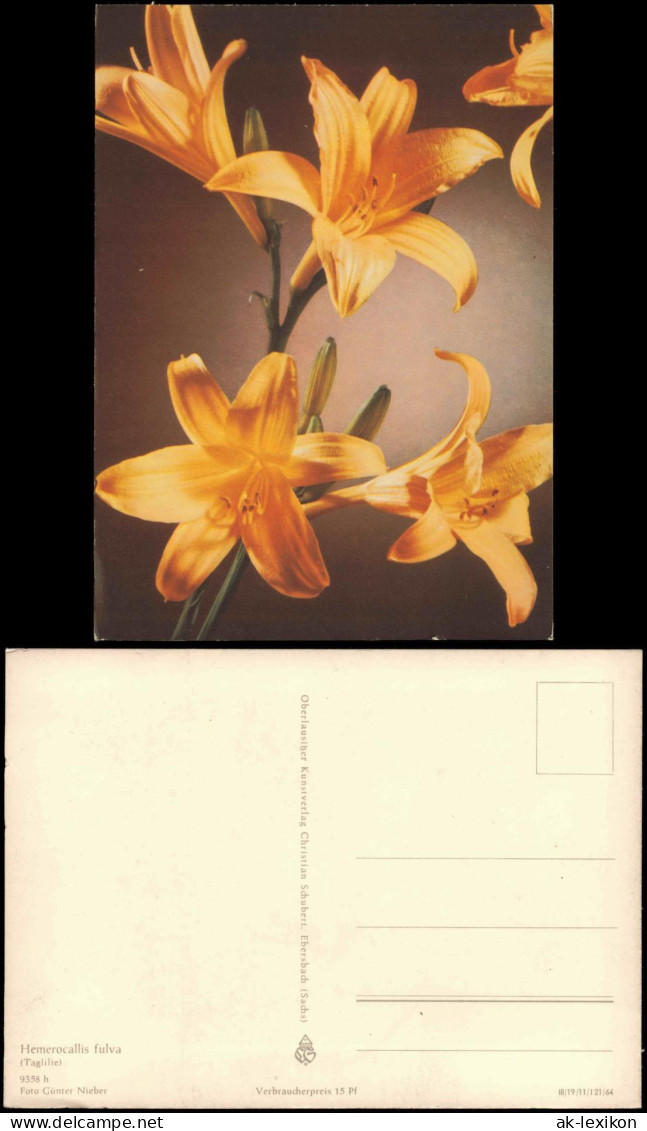 Ansichtskarte  Botanik :: Blumen Hemerocallis Fulva 1964 - Altri & Non Classificati