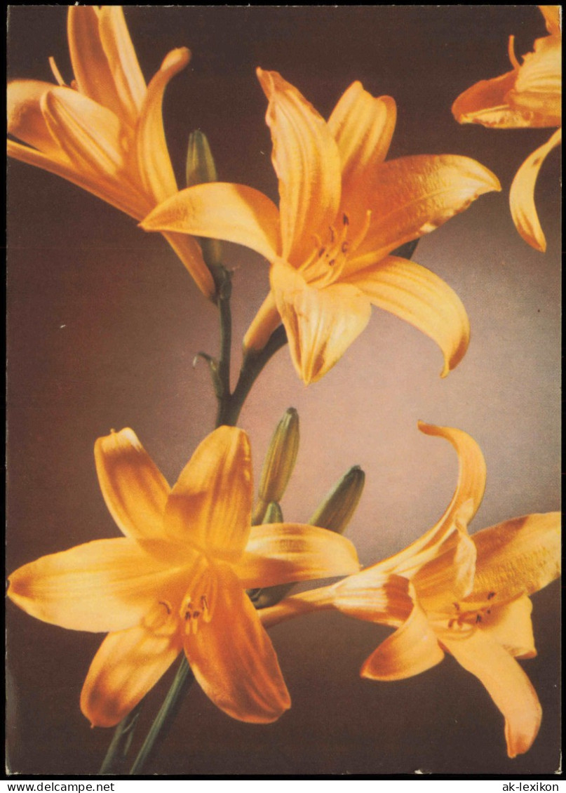 Ansichtskarte  Botanik :: Blumen Hemerocallis Fulva 1964 - Altri & Non Classificati