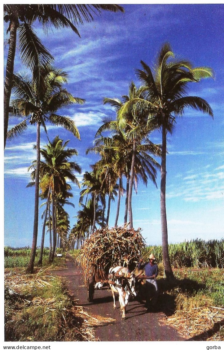 *CPM - 974 - LA REUNION - Transport De La Canne à Sucre à SAINT LOUIS - Sonstige & Ohne Zuordnung