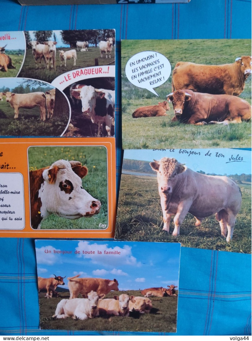 LOT DE 12 CP Sur Les Vaches - 5 - 99 Postkaarten