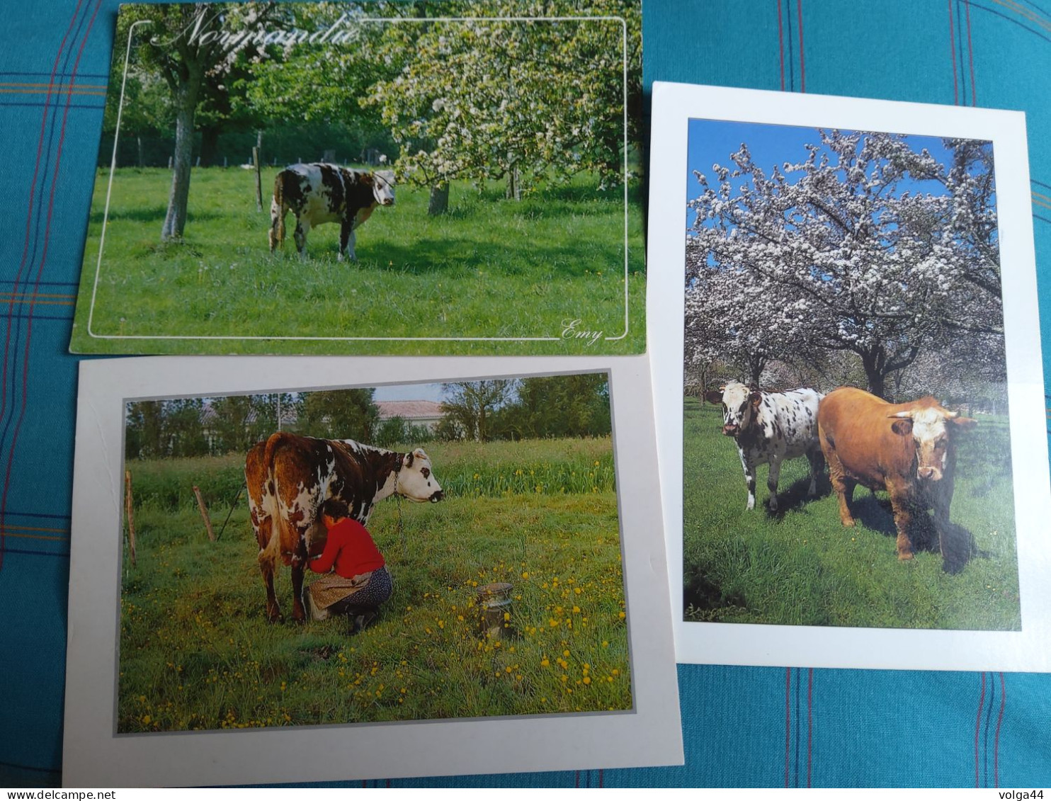 LOT DE 12 CP Sur Les Vaches - 5 - 99 Cartes