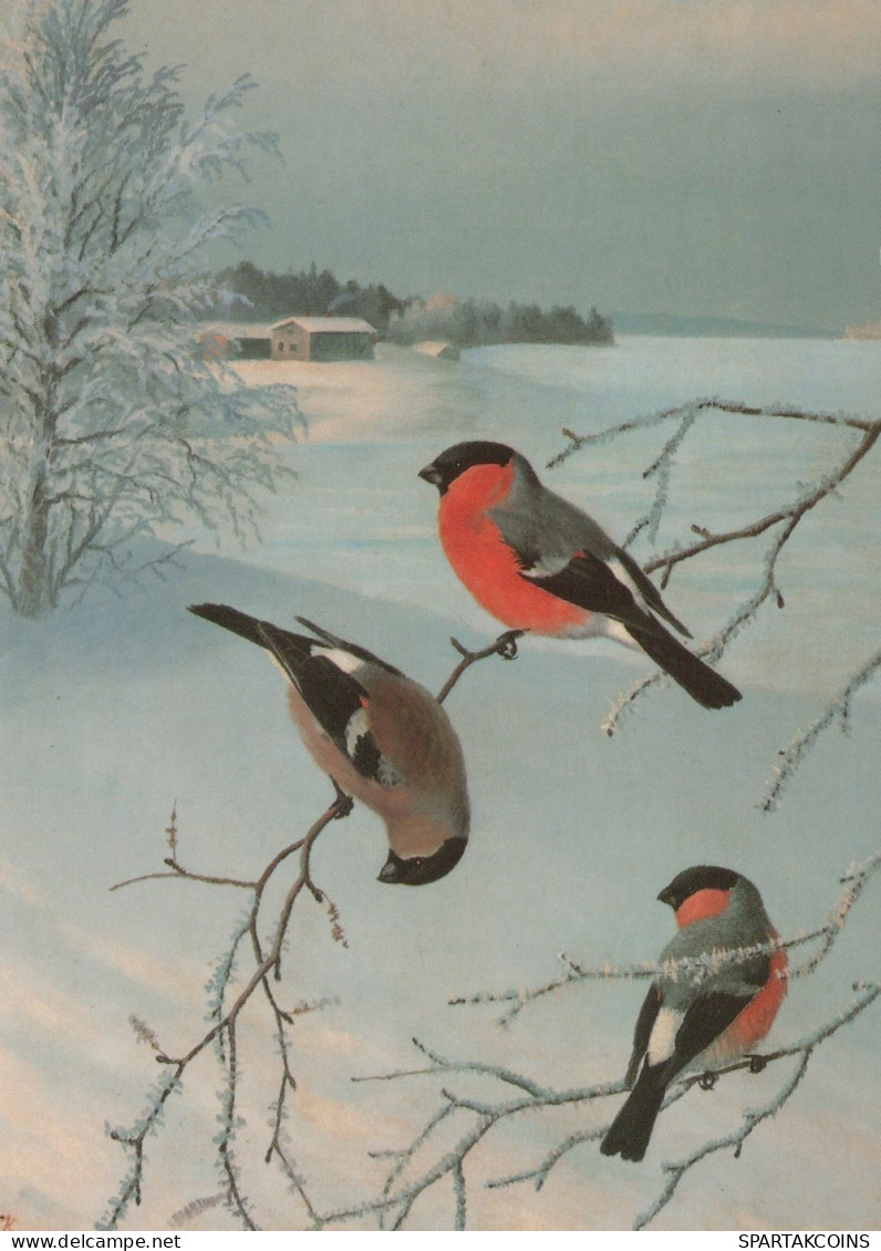 VOGEL Tier Vintage Ansichtskarte Postkarte CPSM #PAM830.A - Uccelli