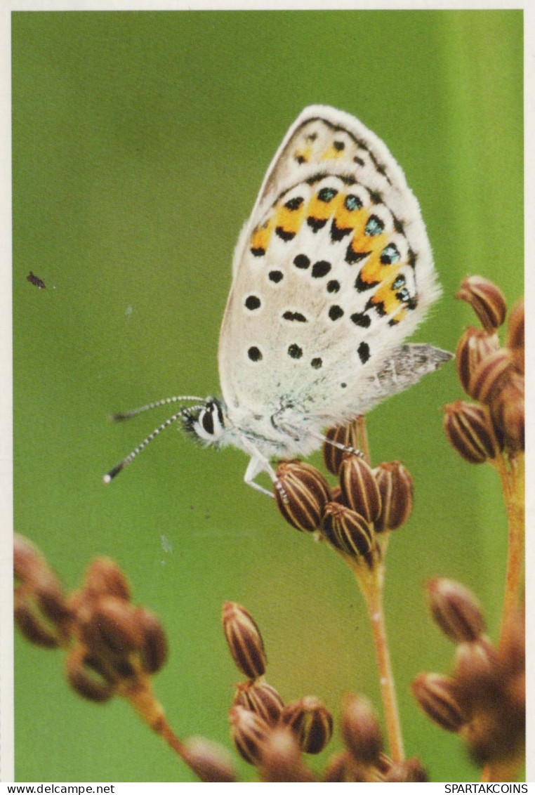 FARFALLA Animale Vintage Cartolina CPSM #PBS467.A - Vlinders