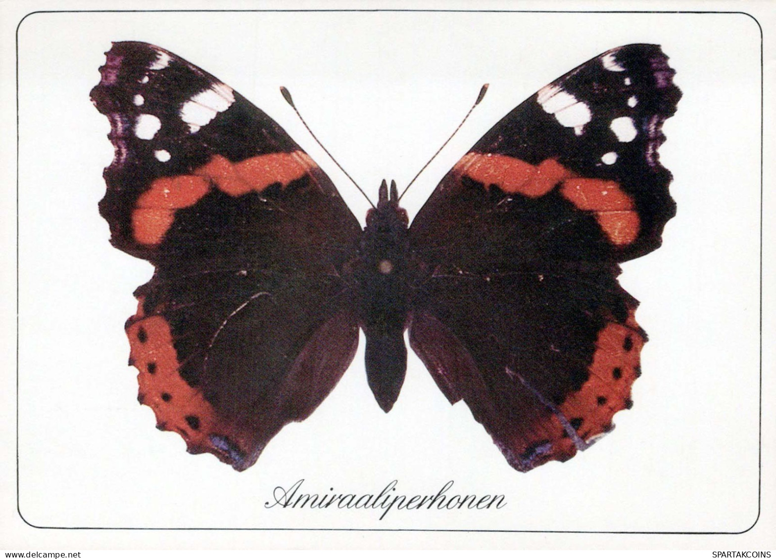 BUTTERFLIES Animals Vintage Postcard CPSM #PBS430.A - Papillons