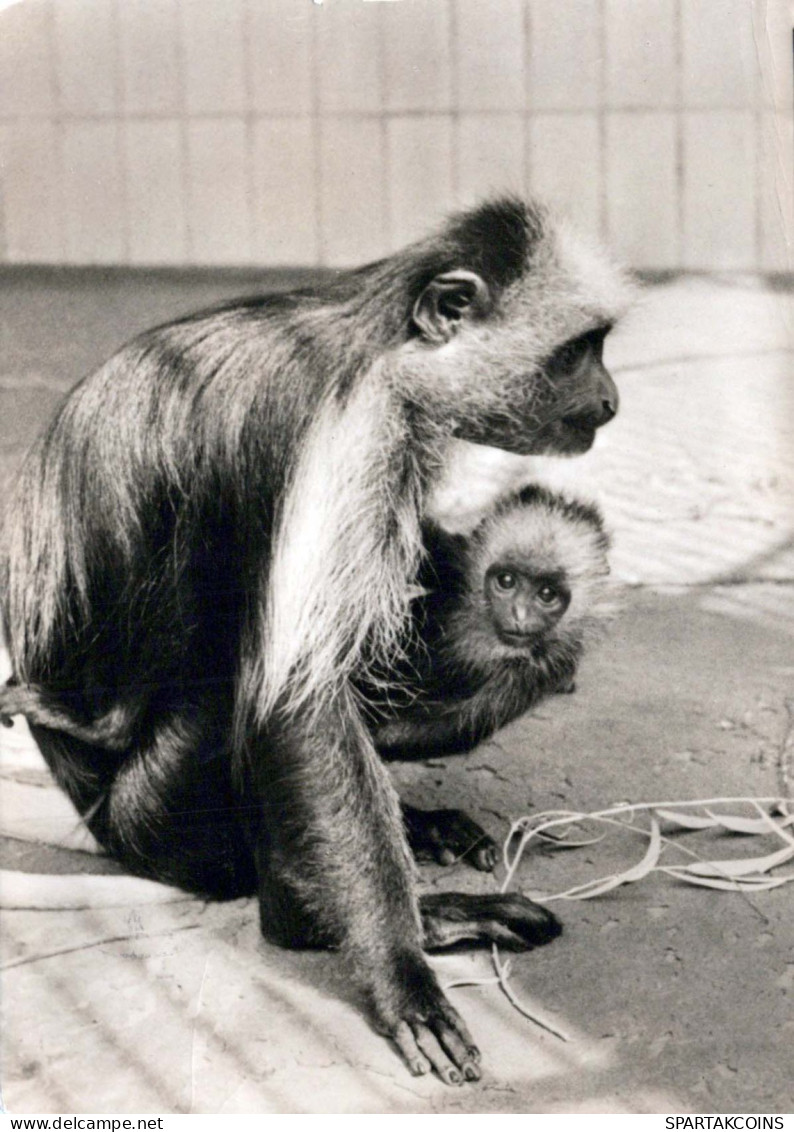 SCIMMIA Animale Vintage Cartolina CPSM #PBS022.A - Monos