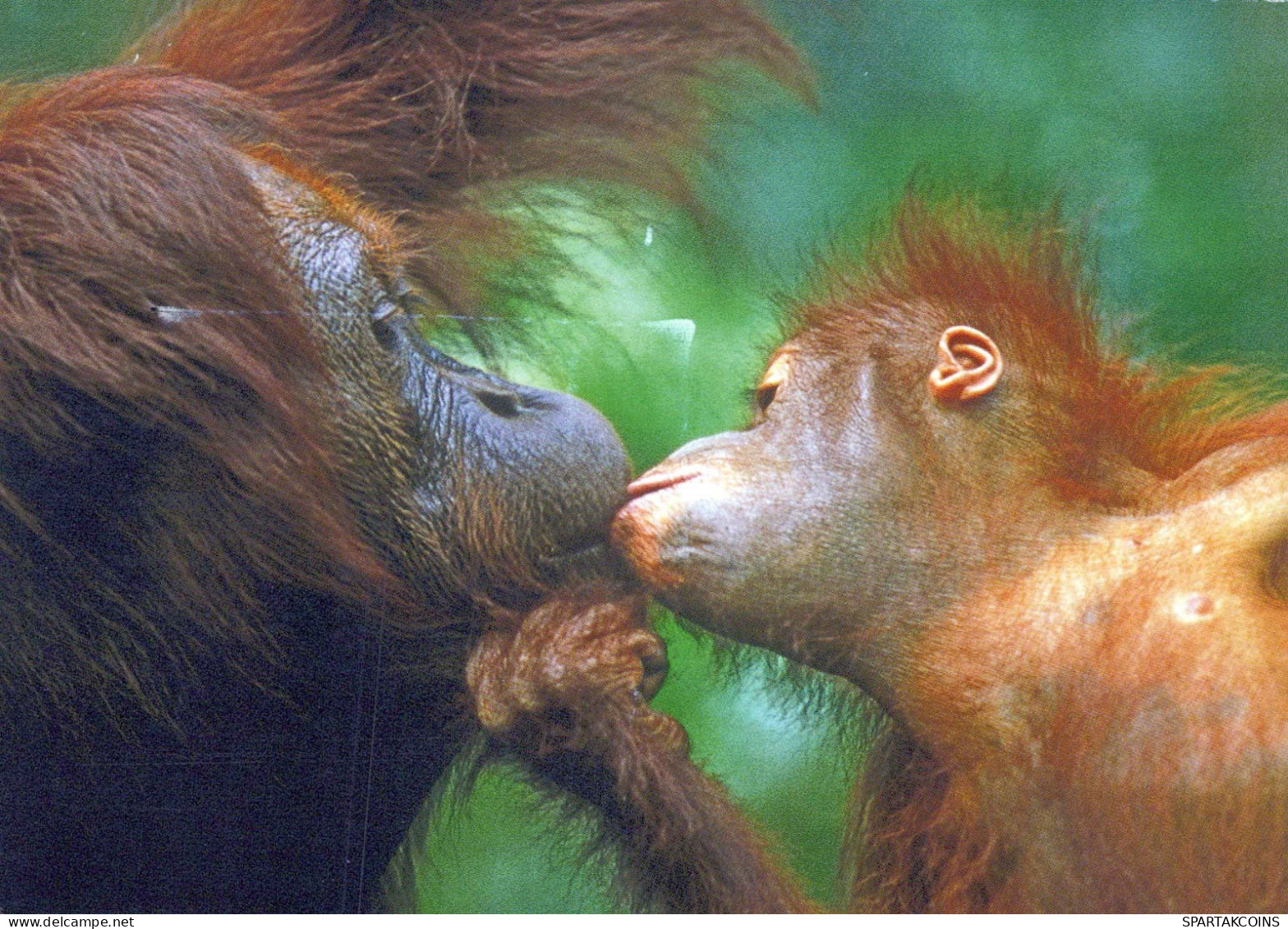 AFFE Tier Vintage Ansichtskarte Postkarte CPSM #PBR963.A - Monkeys