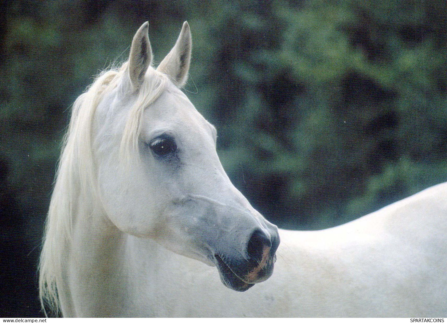 CABALLO Animales Vintage Tarjeta Postal CPSM #PBR915.A - Horses