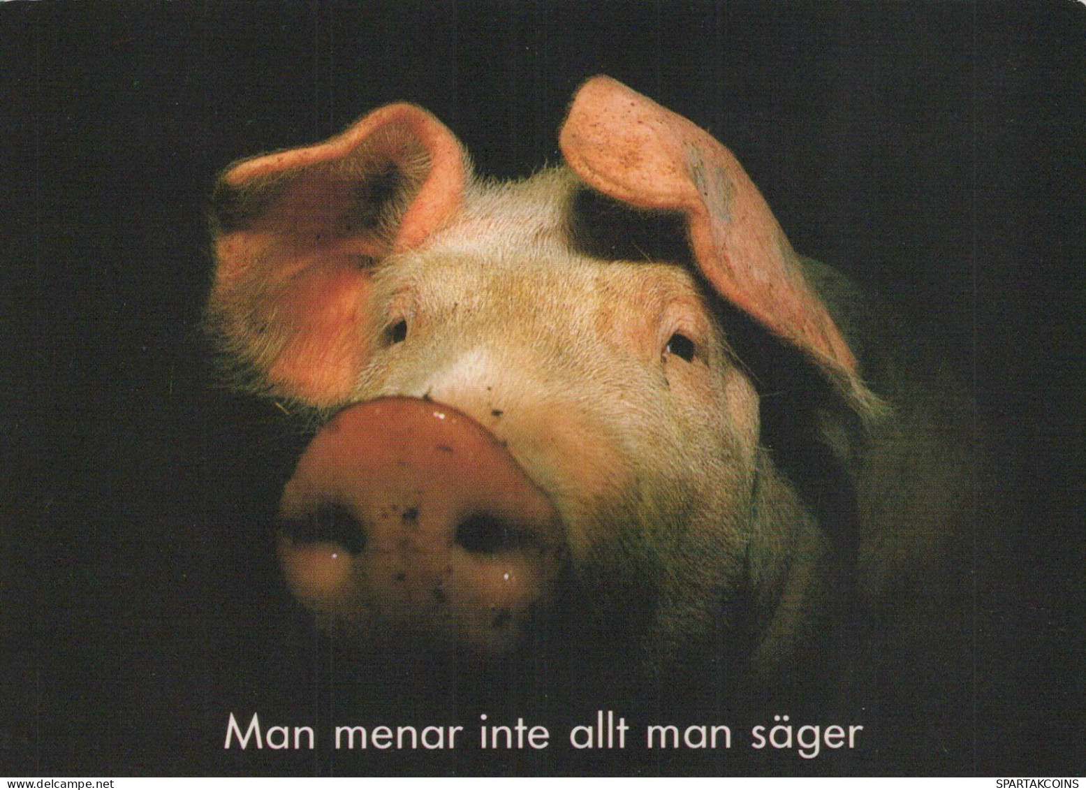 MAIALE Animale Vintage Cartolina CPSM #PBR741.A - Schweine