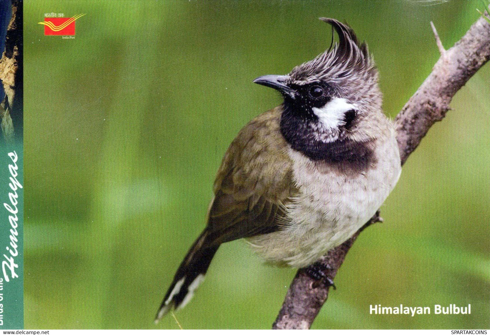 PÁJARO Animales Vintage Tarjeta Postal CPSM #PBR680.A - Birds