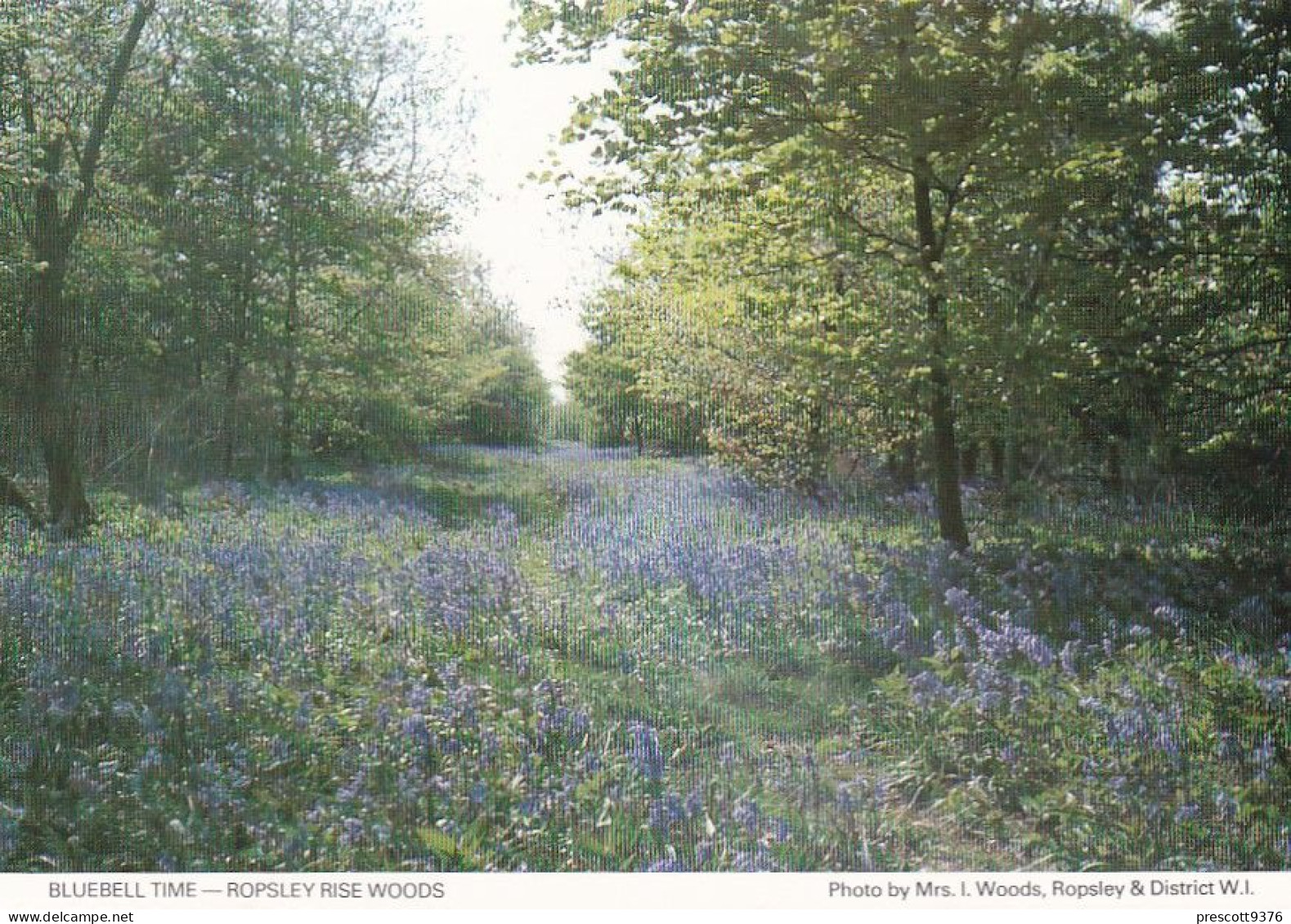 Bluebells In Ropsley Rise Woods, Lincolnshire -  Unused Postcard -  Uk44 - Altri & Non Classificati