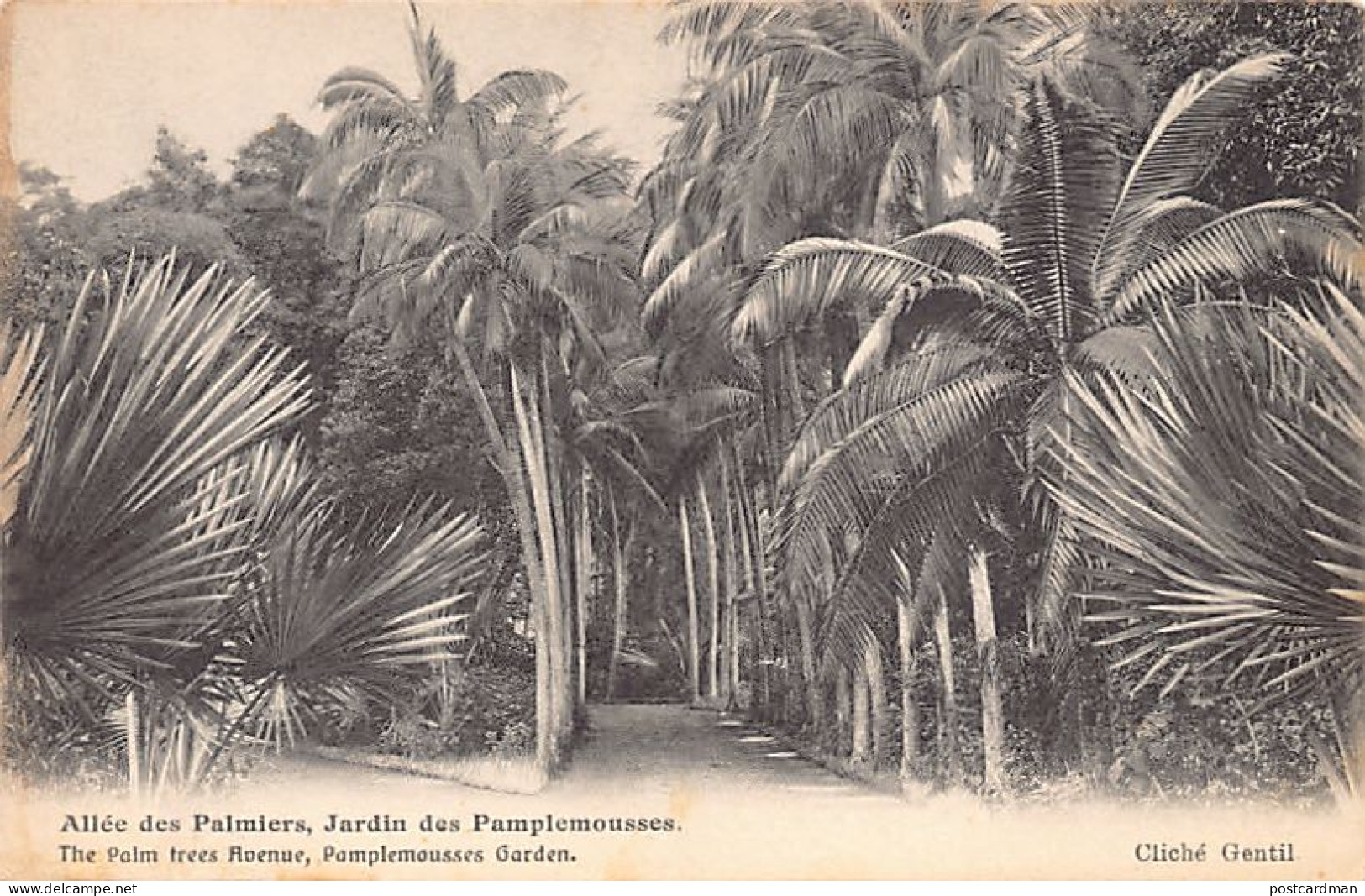 Mauritius - PAMPLEMOUSSES GARDEN - The Palm Tree Avenue - Publ. C. Guillemin & Cie 35 - Mauritius