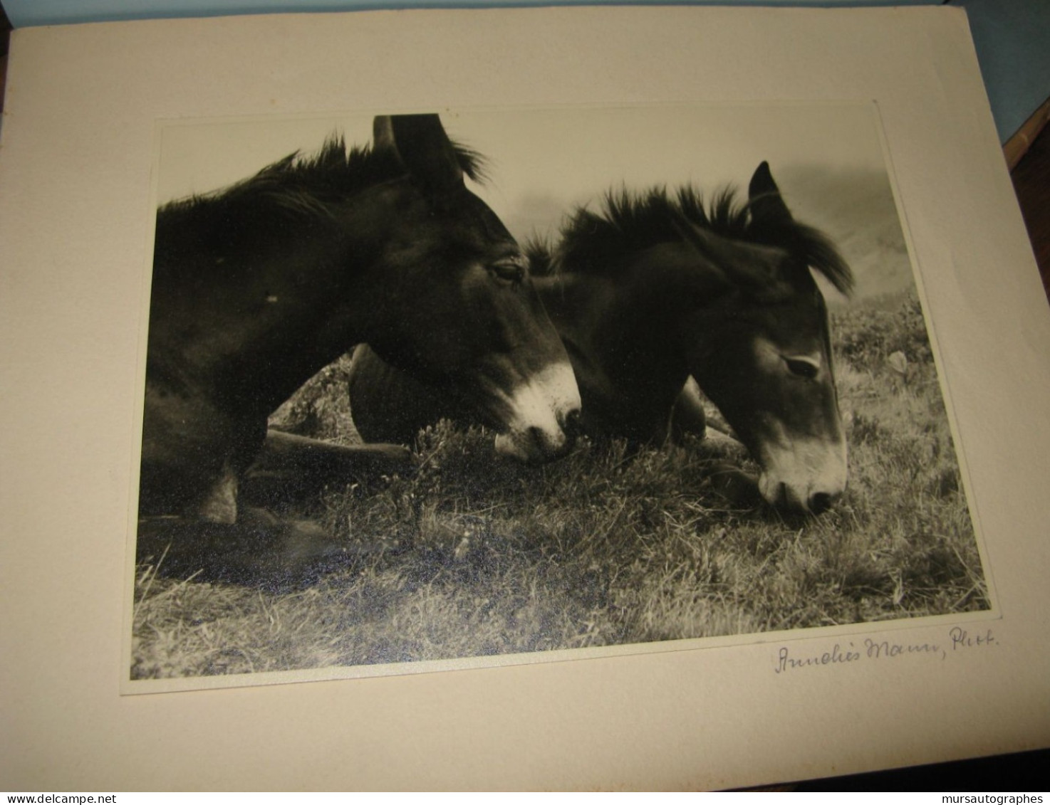 BELLE PHOTOGRAPHIE N&B "DEUX MULETS" Vers 1940-50 Signé ANNELIES MANN - Gehandtekende Foto's