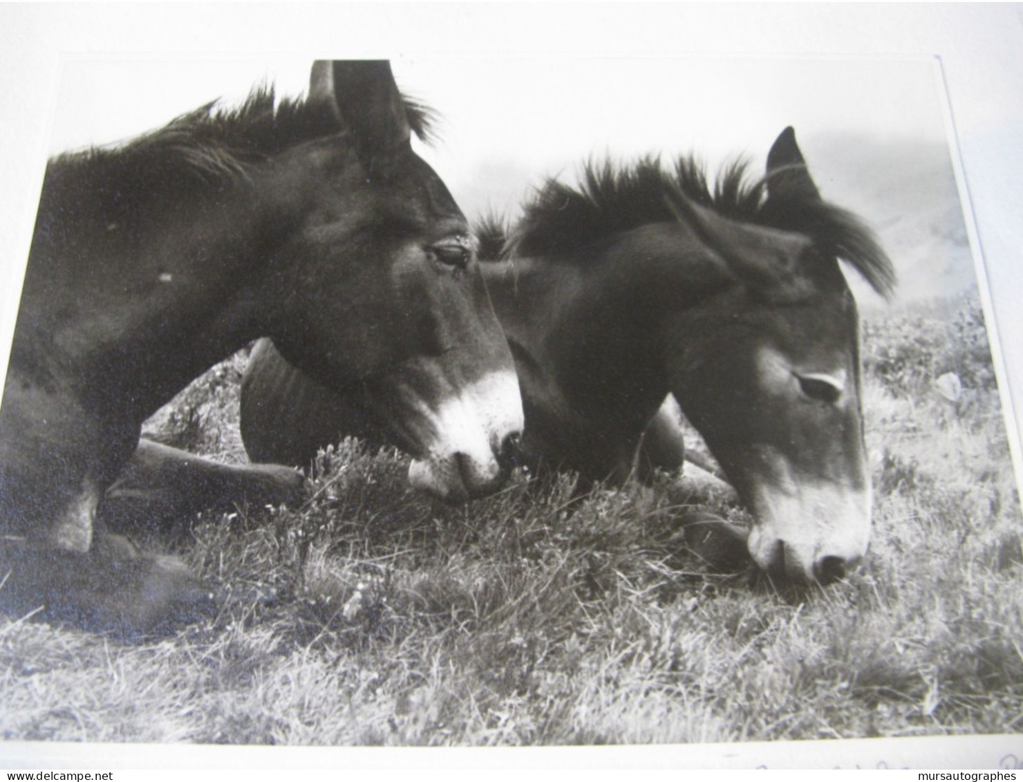 BELLE PHOTOGRAPHIE N&B "DEUX MULETS" Vers 1940-50 Signé ANNELIES MANN - Gehandtekende Foto's