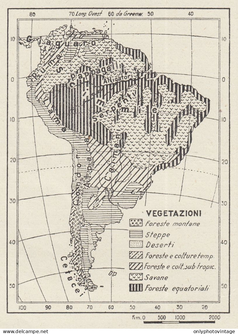 Flora E Fauna Dell'America Meridionale - Mappa D'epoca - 1936 Vintage Map - Carte Geographique