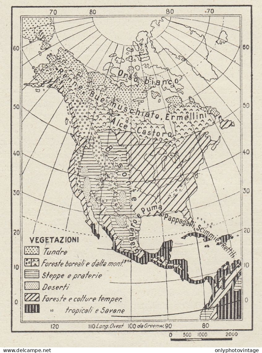America Settentrionale - Zone Di Vegetazione - Mappa D'epoca - 1936 Map - Cartes Géographiques