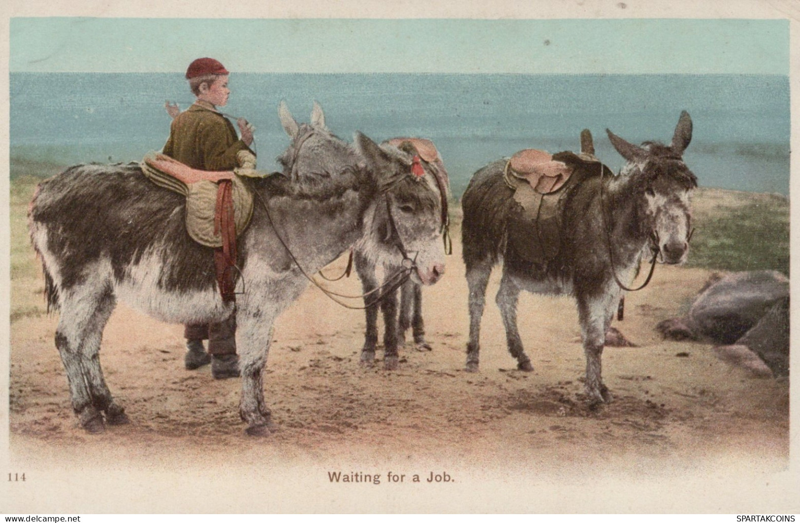 ASINO Animale Vintage CPA Cartolina #PAA092.IT - Donkeys