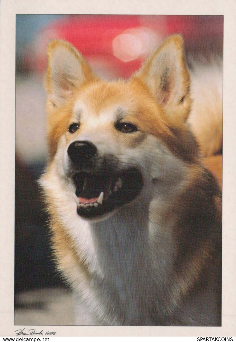 CANE Animale Vintage Cartolina CPSM #PBQ533.IT - Cani