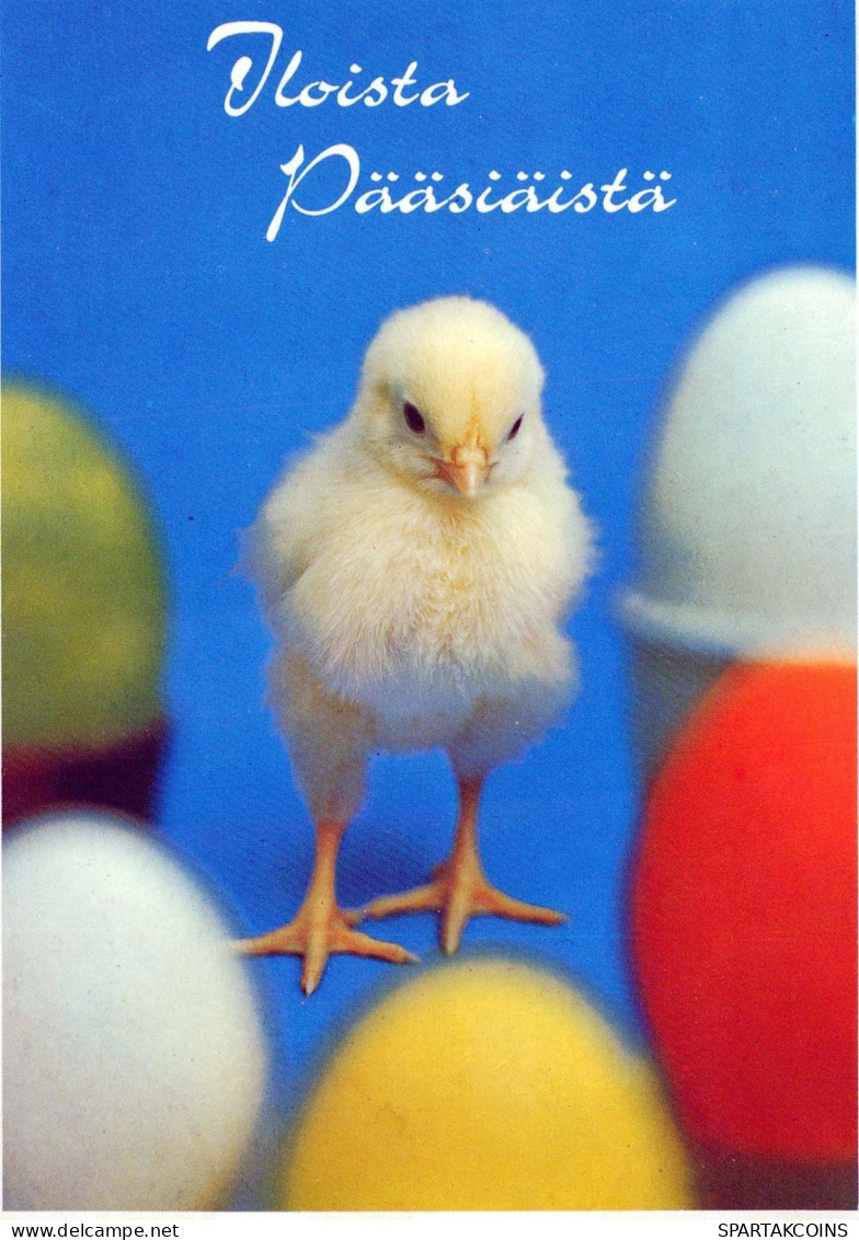 PASQUA POLLO UOVO Vintage Cartolina CPSM #PBP070.IT - Pâques
