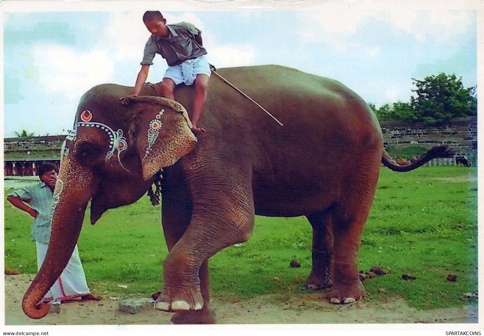 ELEFANTE Animales Vintage Tarjeta Postal CPSM #PBS746.ES - Éléphants