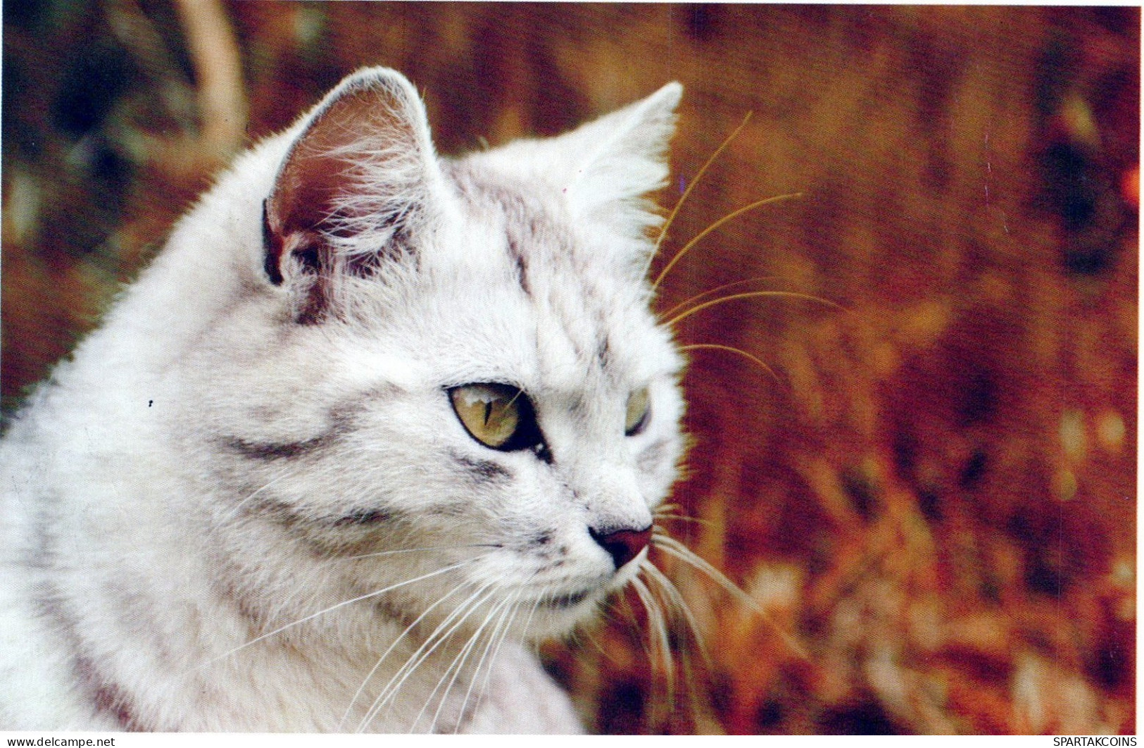 GATO GATITO Animales Vintage Tarjeta Postal CPSM #PAM507.ES - Cats