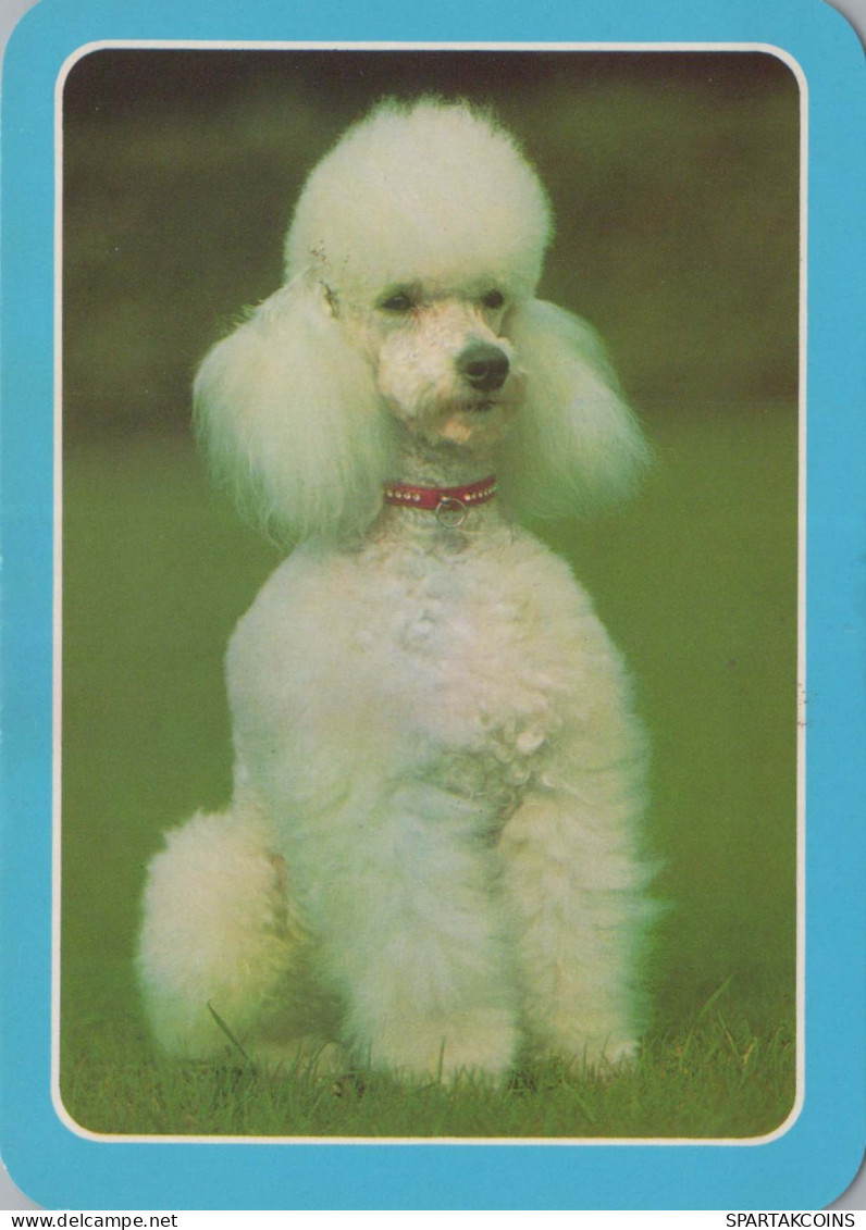 CHIEN Animaux Vintage Carte Postale CPSM #PBQ400.FR - Honden