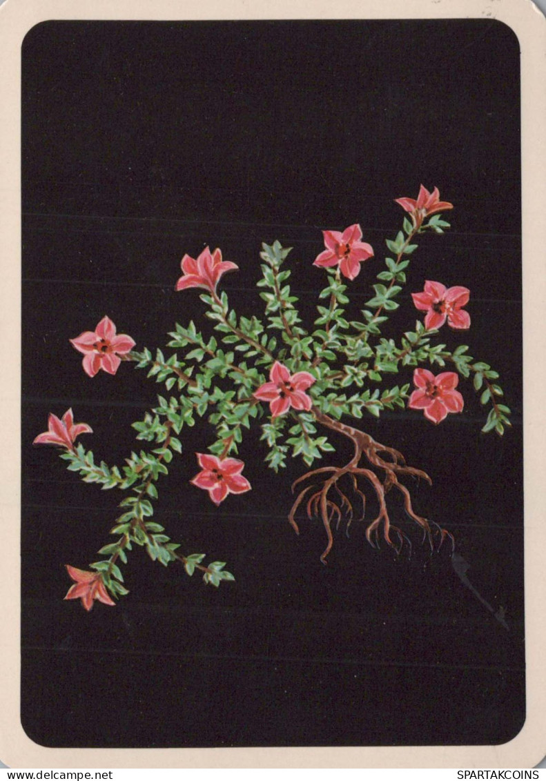 FLOWERS Vintage Ansichtskarte Postkarte CPSM #PAR515.DE - Flowers