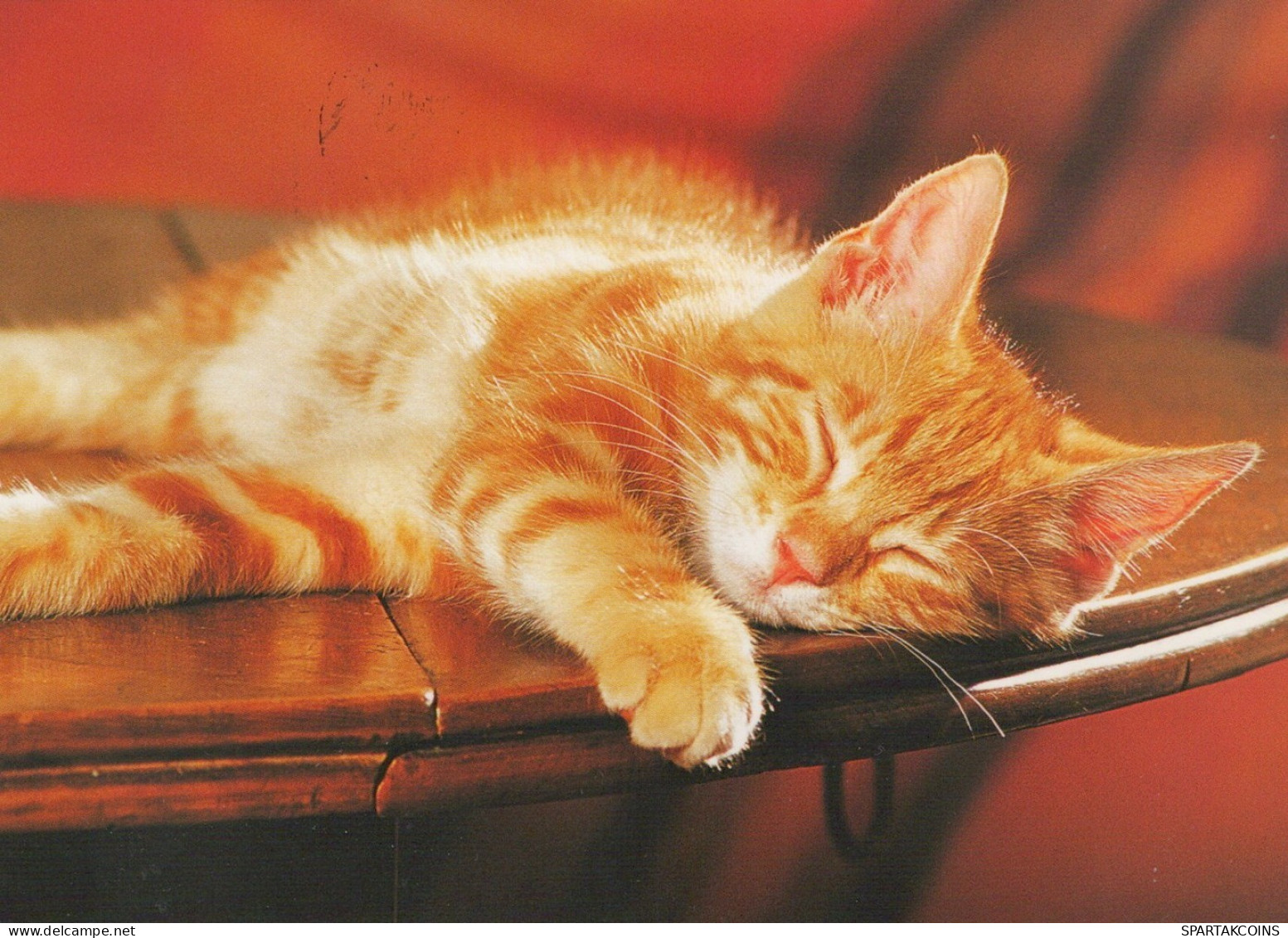 KATZE MIEZEKATZE Tier Vintage Ansichtskarte Postkarte CPSM #PAM638.DE - Cats