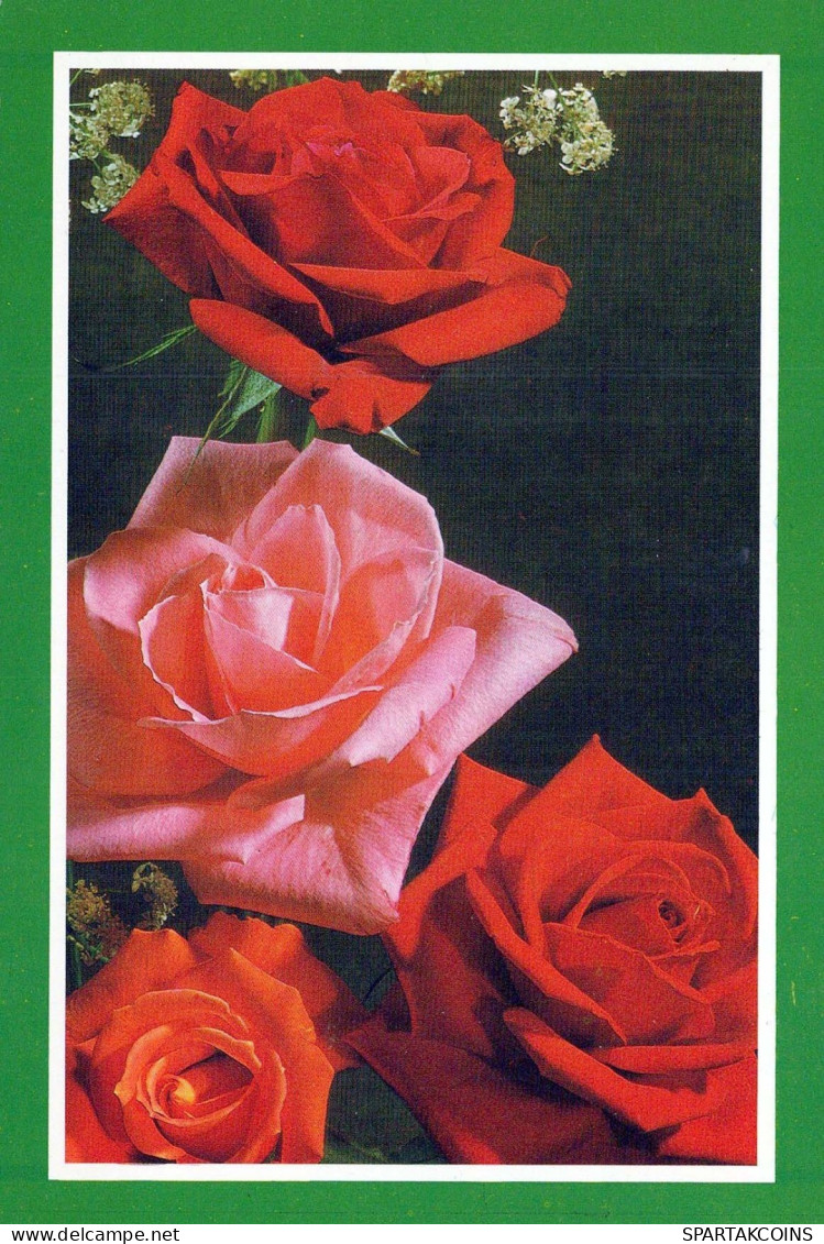 FLOWERS Vintage Postcard CPSM #PBZ100.GB - Blumen