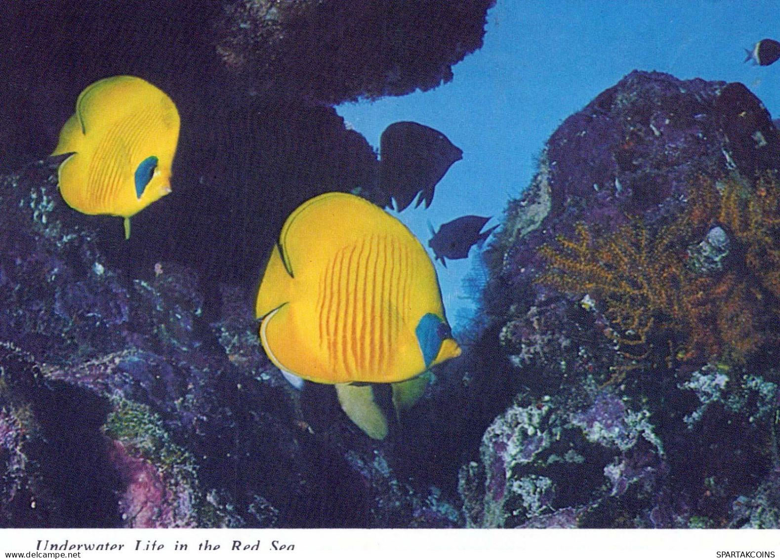 FISH Animals Vintage Postcard CPSM #PBS886.GB - Vissen & Schaaldieren