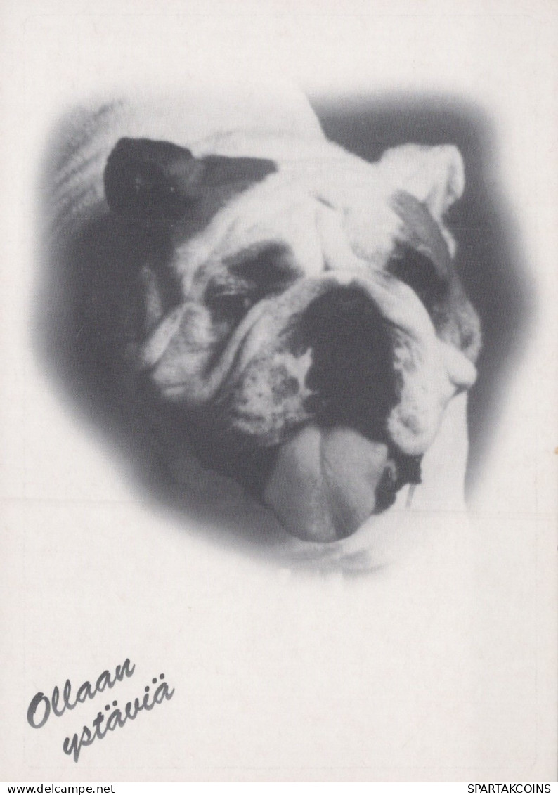 DOG Animals Vintage Postcard CPSM #PAN967.GB - Hunde
