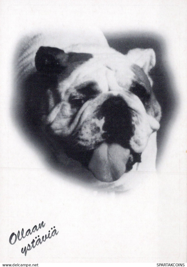 DOG Animals Vintage Postcard CPSM #PAN967.GB - Hunde
