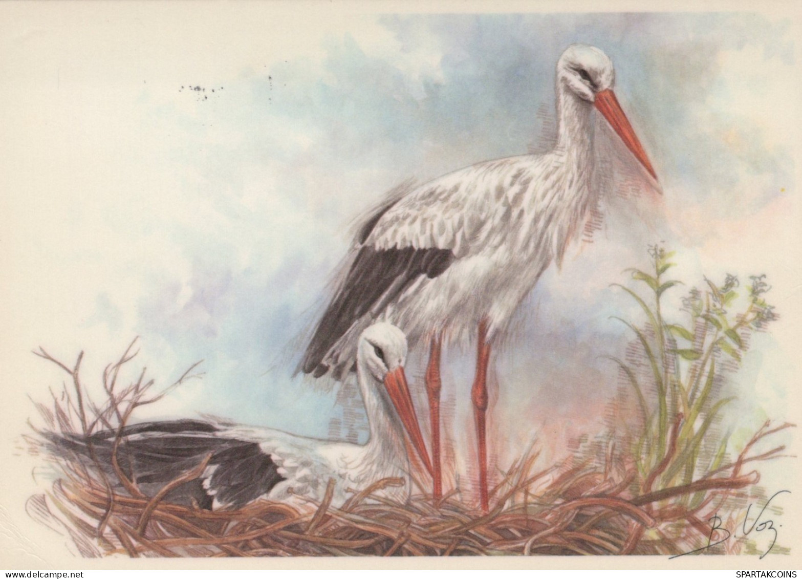 BIRD Animals Vintage Postcard CPSM #PAM699.GB - Vogels